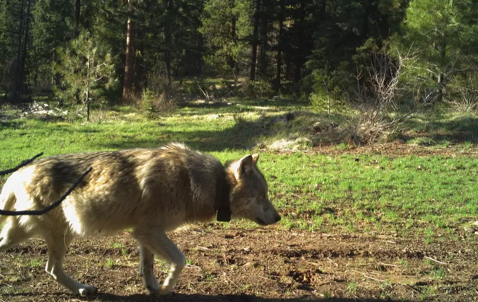 WDFW Will Look At Removing Another Couse Pack Wolf