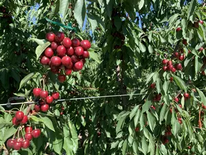 Small Sweet & Tart Cherry Crops Expected This Year