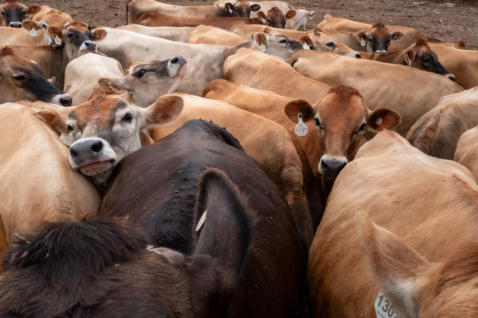 OPINION: Our Priorities For The American Cattle Industry