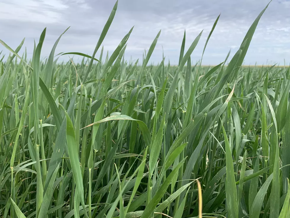 When It Comes To Fertilizers, The NW Is “An Island”