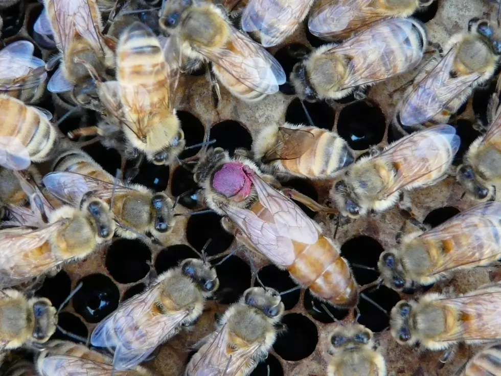 Queen Bees Offload Pesticides To Eggs