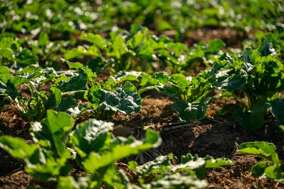 Texas Tech Updates Study Of Foreign Sugar Subsidies