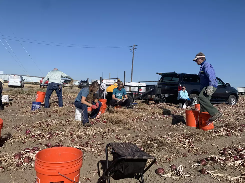 Fields of Grace Gleans WSU Plots To Help Families In Need