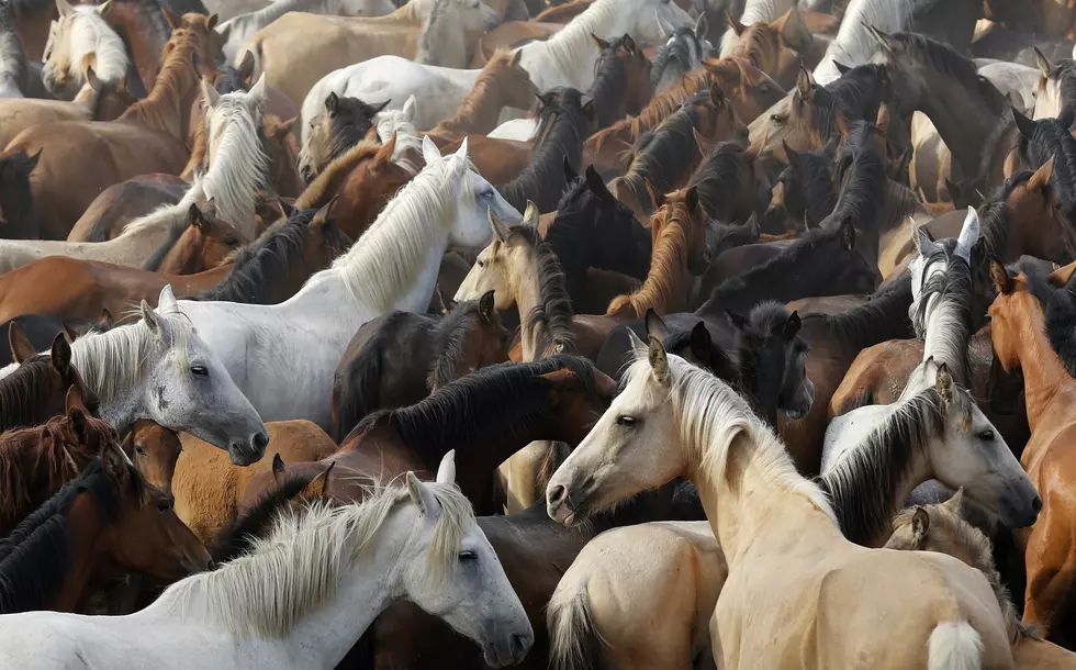 Illegal Horse Traffic Raises New Concerns Over Screwworm Defenses