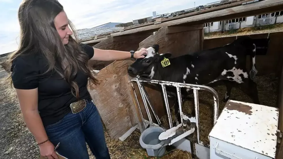 U of I Student Looks At Changing The Diet Of Dairy Calves