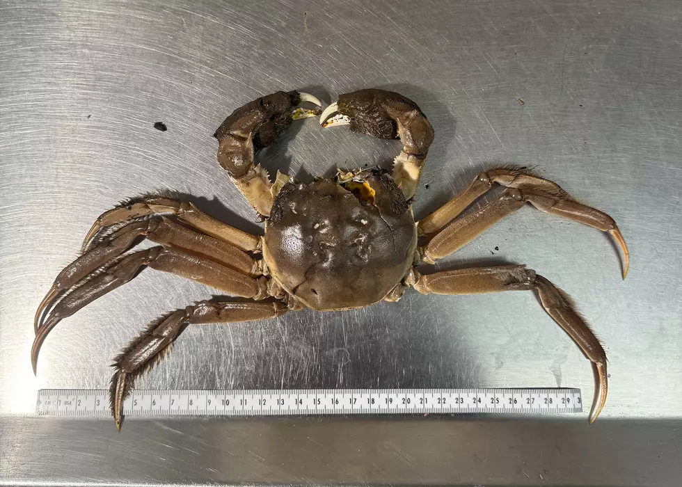 Washington Warning Of Mitten Crabs