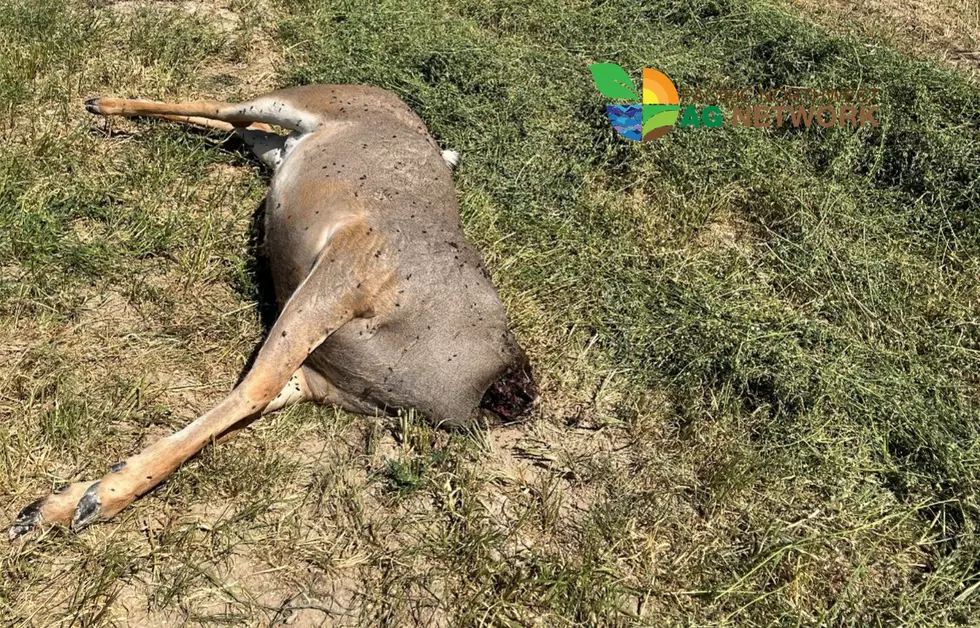 OSP Investigating Poached Mule Deer In Eastern Oregon