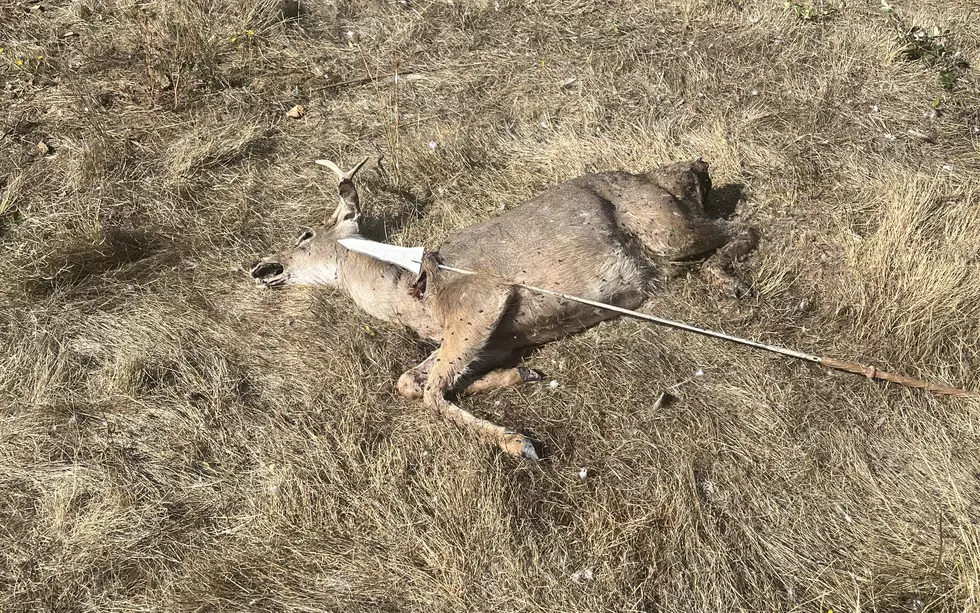 OSP Investigating A Deer Killed With A Spear