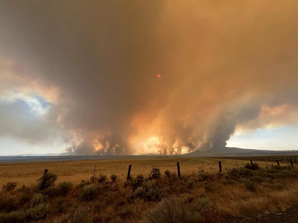 Keep Livestock Health In Mind During Wildfires