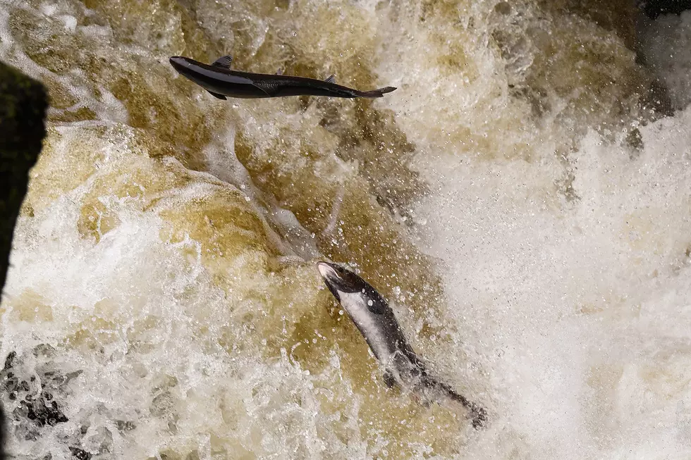 NOAA Seeks Comment for 2023 Rules on Washington Salmon Fisheries