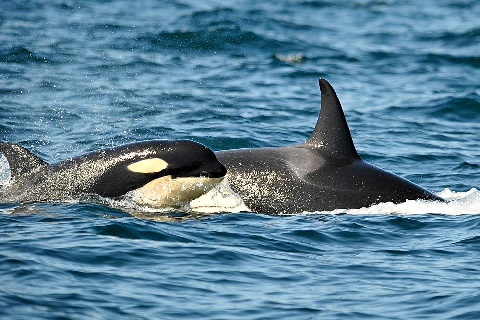 Washington Warns Residents, Tourists Off Killer Whales This Summer Season
