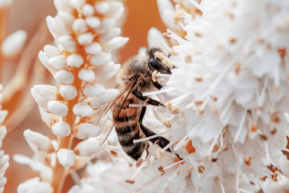 Bill For Pollinator-friendly Plants Advances In WA State Senate