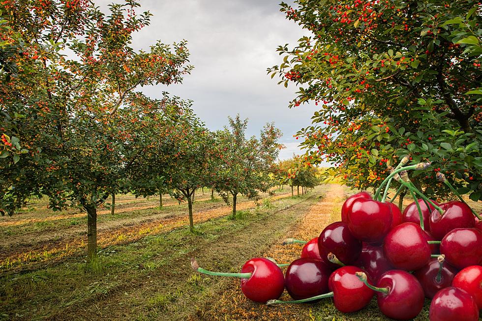 Washington State Cherry Growers Seek Disaster Designation