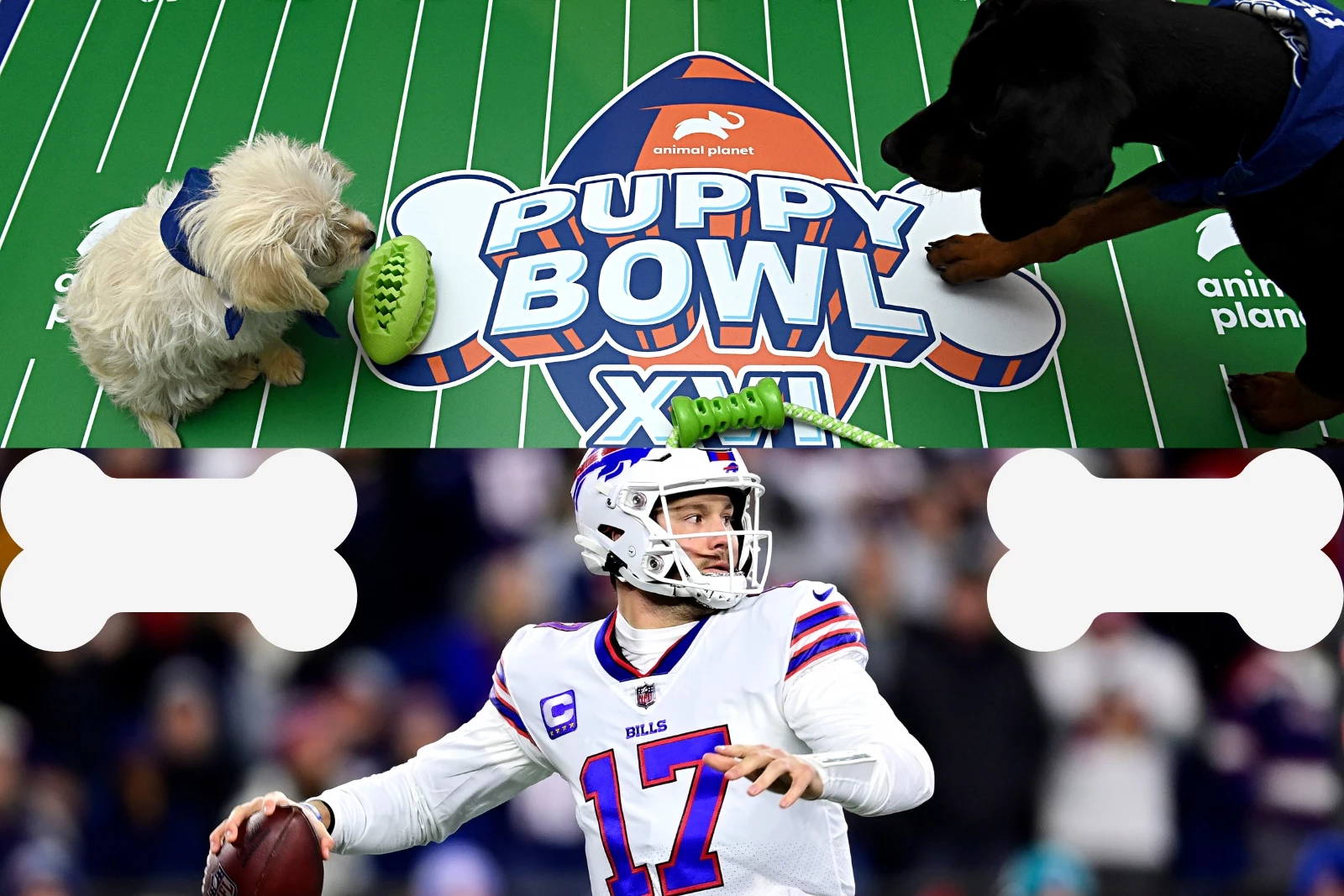 Do it: Vote for Josh Allenhound in the Puppy Bowl