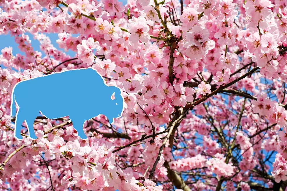 Cherry Blossom Festival Returns to Buffalo, New York