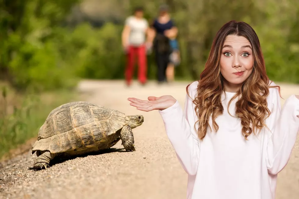 Should You Help Turtles Cross The Road In New York?
