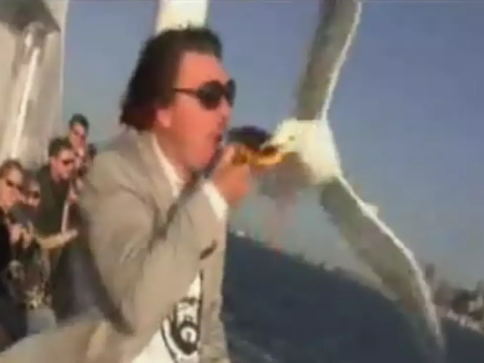 Seagulls are Robbing People Blind [VIDEOS]