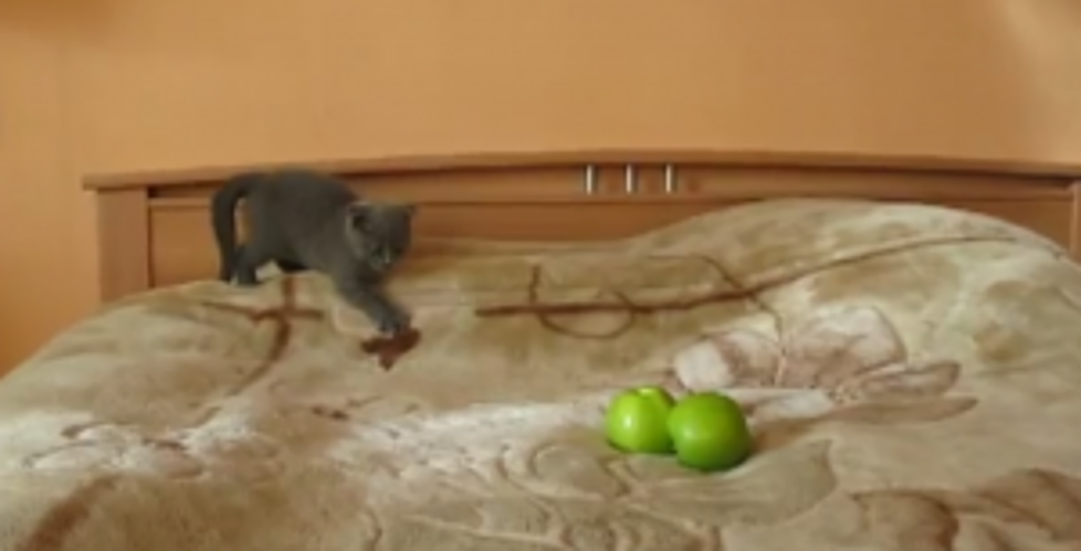 Cat and Apples Have a Showdown [VIDEO]