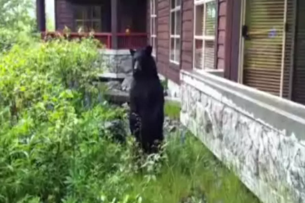 How to Harass a Black Bear [VIDEO]