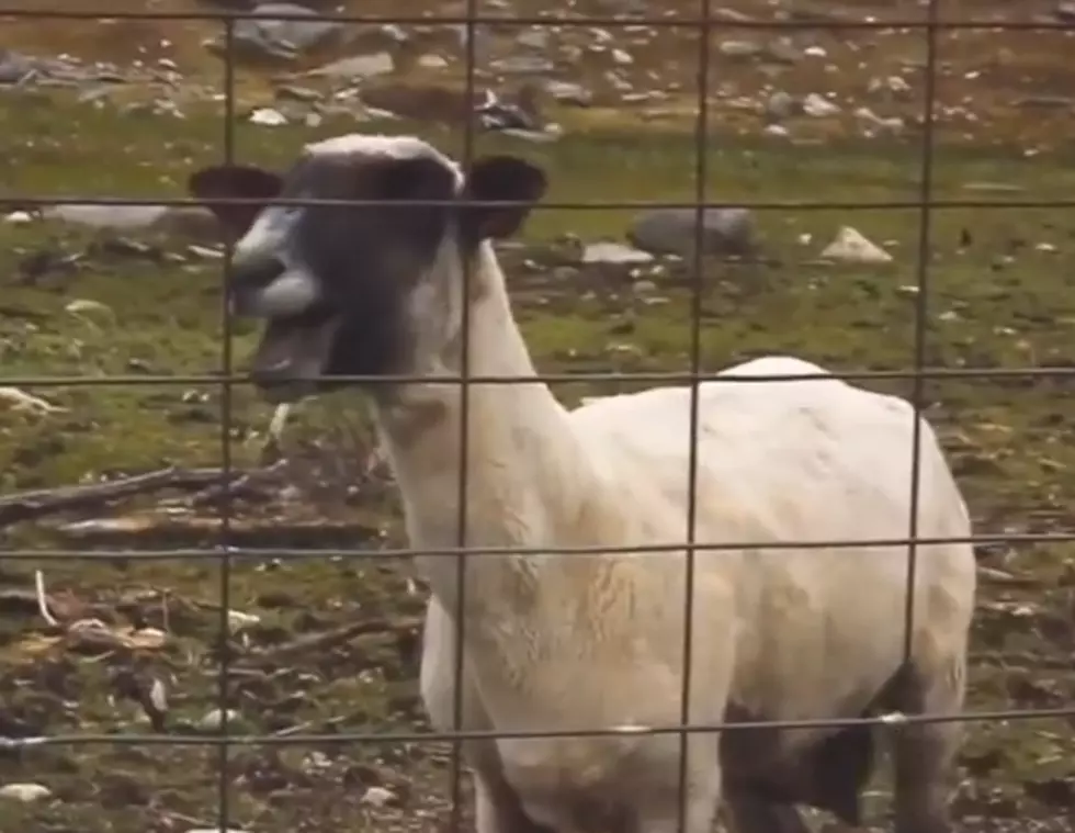 Living On A Prayer &#8211; Goat Edition [VIDEO]