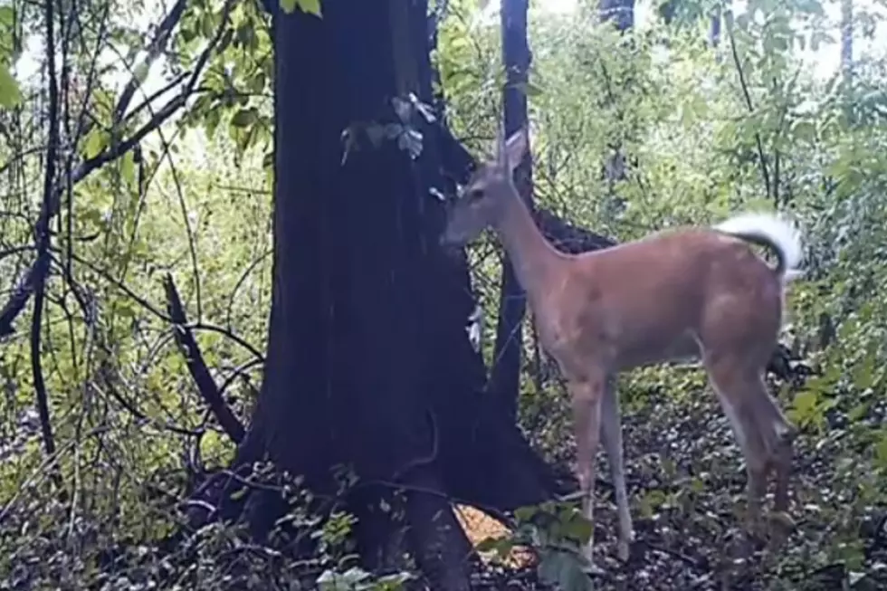 If a Deer Farts in the Woods and No one is Around to Hear it, Does it Make a Sound? [VIDEO]