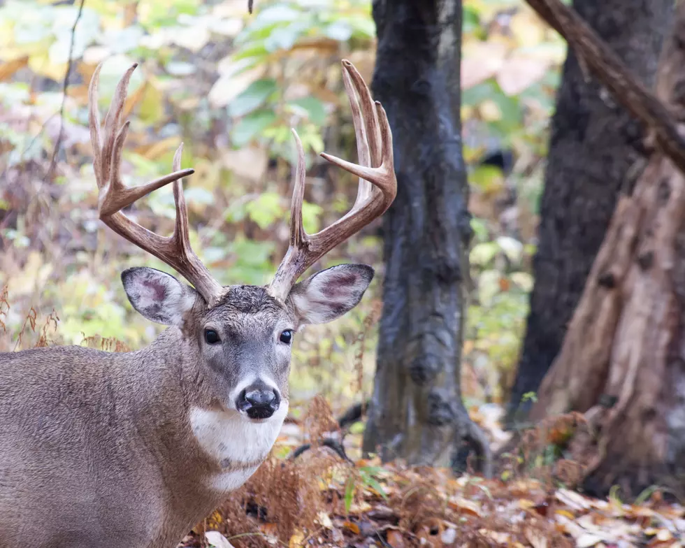 How To Find The Deer – Tips For E-Scouting