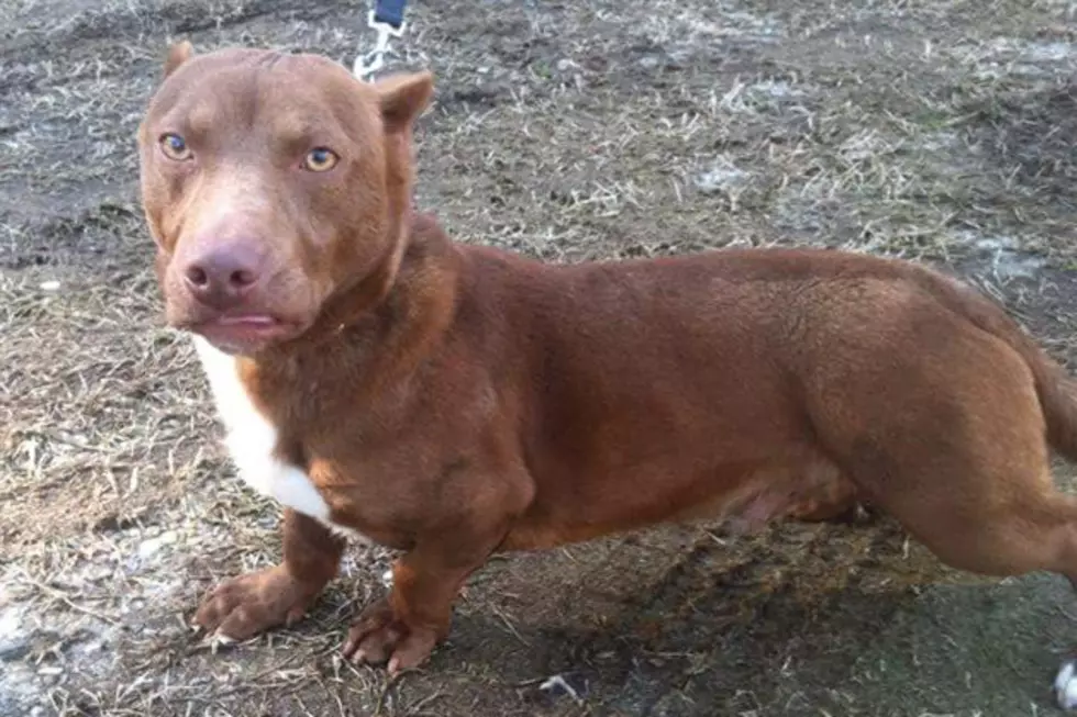 Meet Rami, the Now Famous Wiener Dog / Pit Bull Mix [VIDEO]