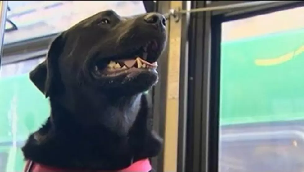 Dog Rides the Bus to Park Without Owner [VIDEO]