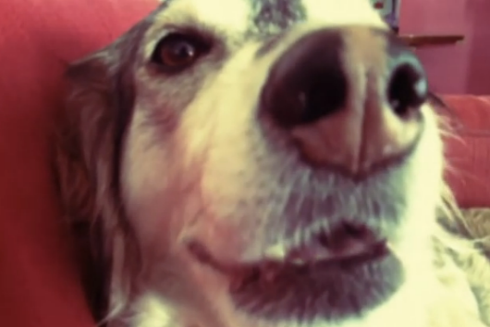 Guy Auto-tunes His Dog With Epic Results [VIDEO]