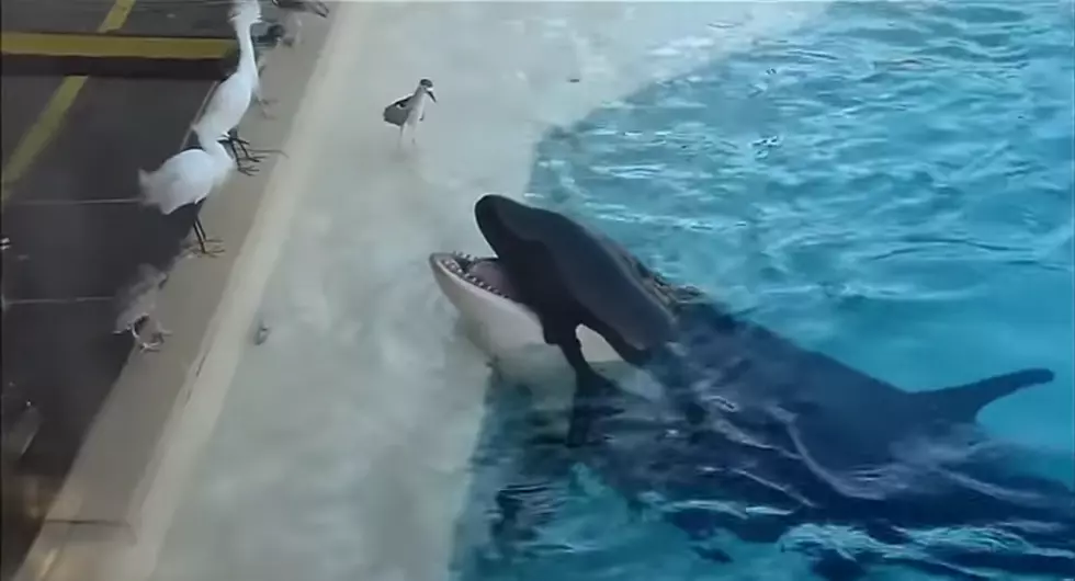 Killer Whale Uses Bait to &#8216;Fish&#8217; for Poultry Dinner [VIDEO]