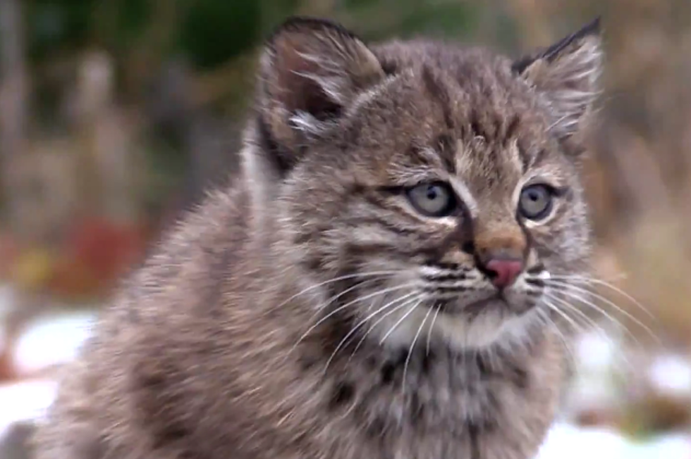 A True Bobcat Kitten Encounter in Southwest Oklahoma – Very Cool