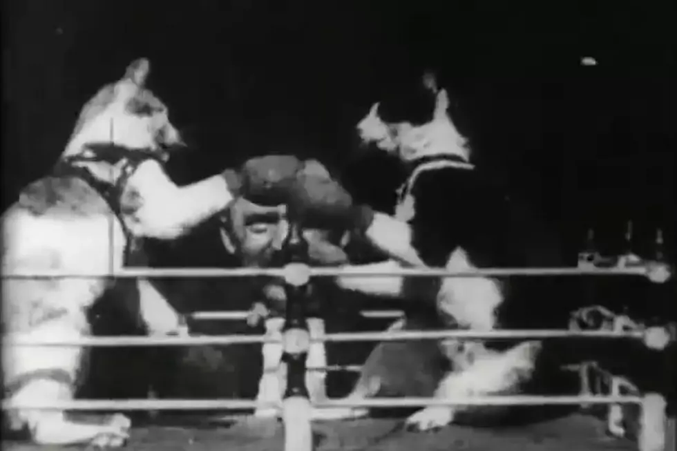 Cat Boxing Was An Actual Sport in the 1800’s