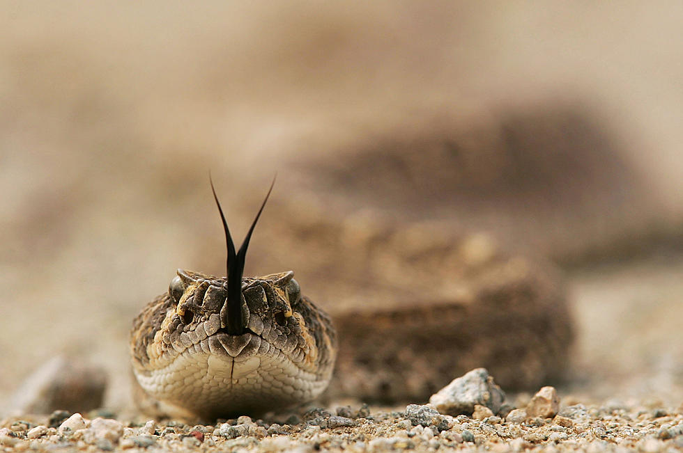 45 Wintering Rattlesnakes Found Under Texas Home