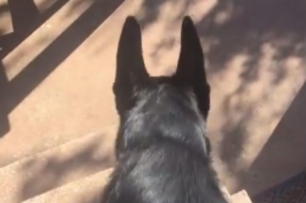 Smart Dog Will Fetch His Brother on Command [VIDEO]