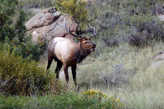 Your Window To See &#038; Hear Elk Bugling Is Closing Fast