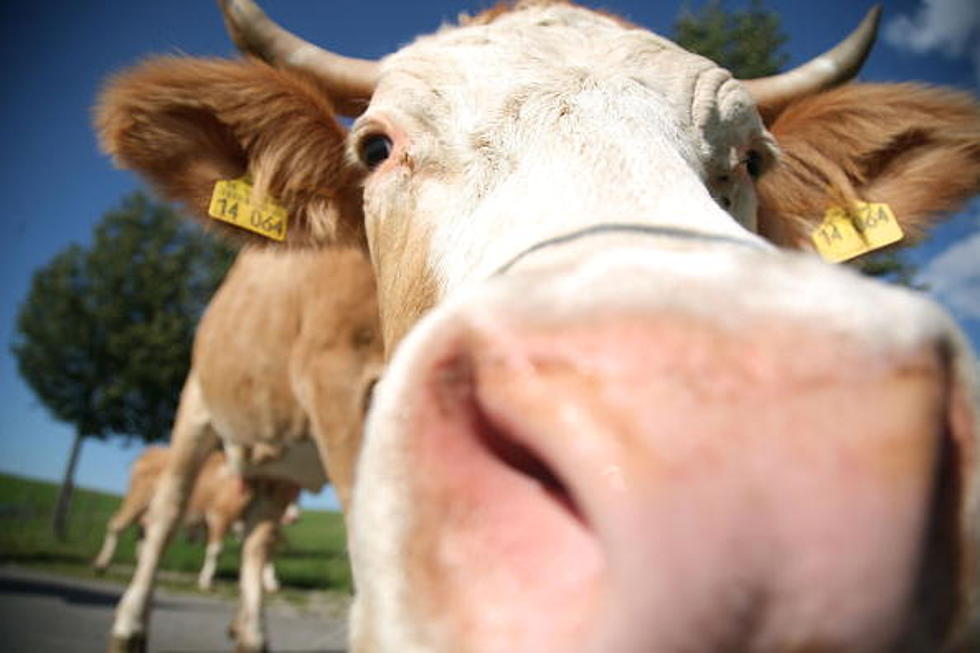 Cow Rescued From OKC Swimming Pool. No, Really.