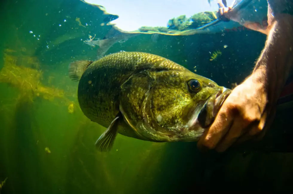 Where To Find Bass During The Hot Summer Months