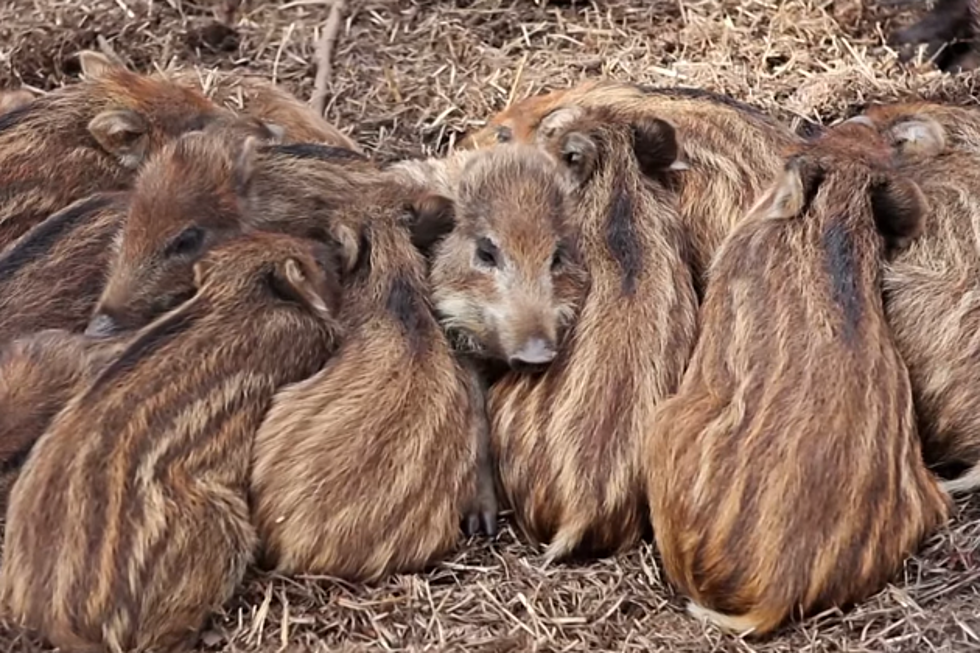 New Mexico Opens Hog Hunting Up To Everyone &#8211; No License Required