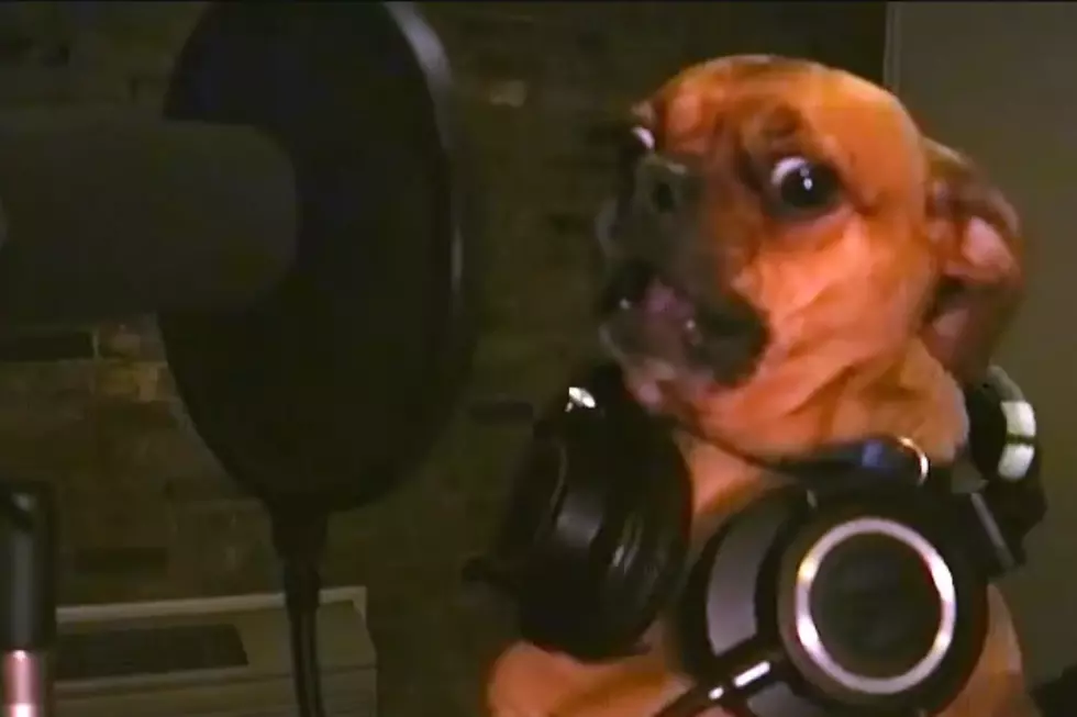 Dog Metal Might Finally Complete Your Puppers Life