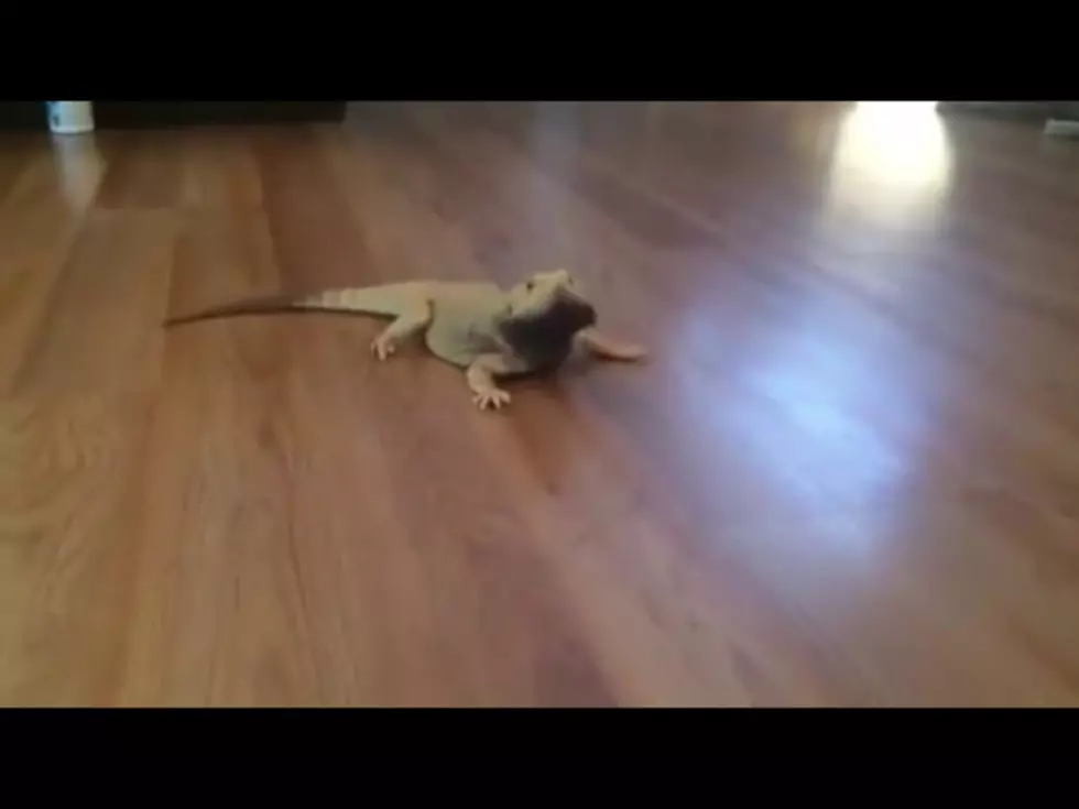 DragonForce Lizard Is The Best Of YouTube