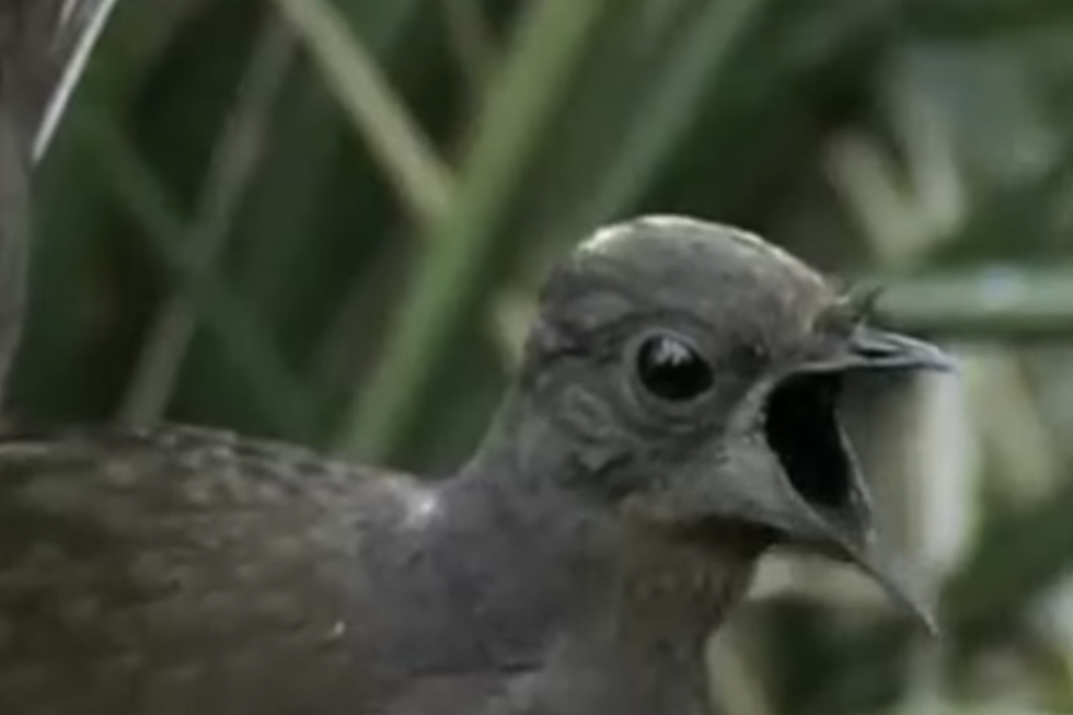 The Lyrebird Goes Skrrraaahhh… Pop, Pop, Pop…