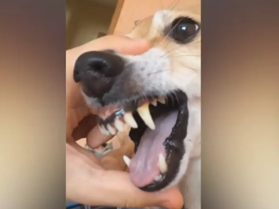 ‘Du Hast’ Hilariously Performed By Animals