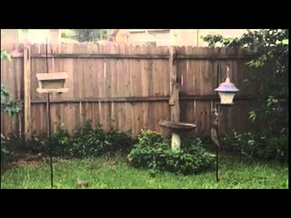 How to Keep Squirrels Off Your Bird Feeders Using WD-40 [VIDEO]