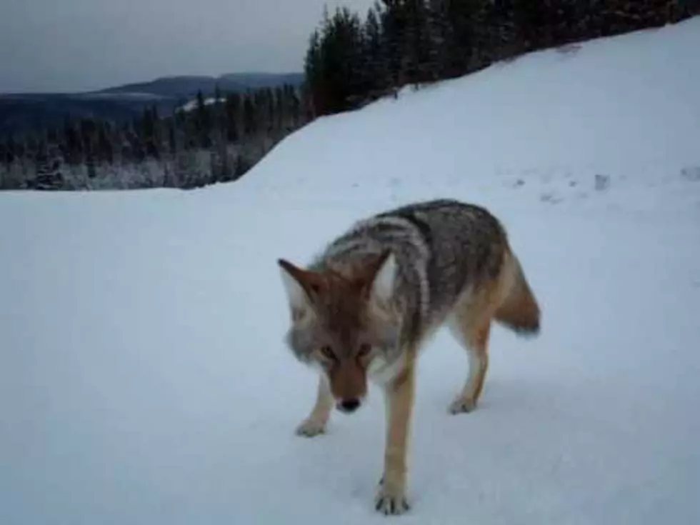 Coyote Attacks Man While Out Hiking NSFW [VIDEO]