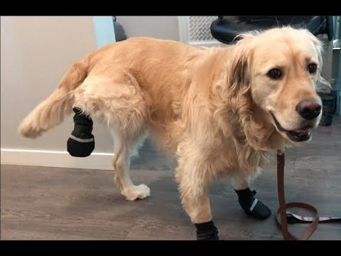 Dog Tries Wearing Snow Boots for the 