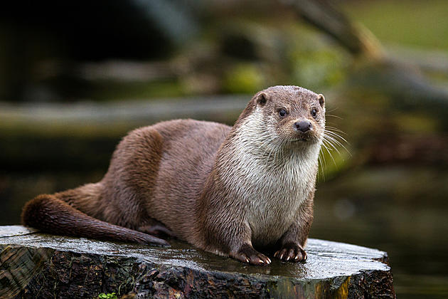 Have You Seen The River Otters In The Wichita Mountains Refuge?