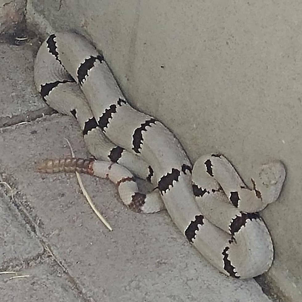 White Rattlesnake Spotted in Texas State Park