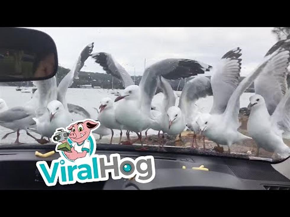 Guy Teases Seagulls With French Fries! [VIDEO]
