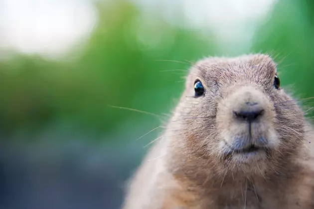 The Plague Is Making Its Comeback Through Prairie Dogs