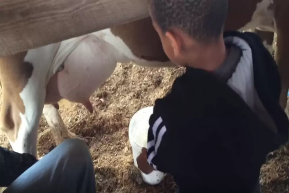 Kid’s Reaction to Milking a Cow is Priceless NSFW [VIDEO]